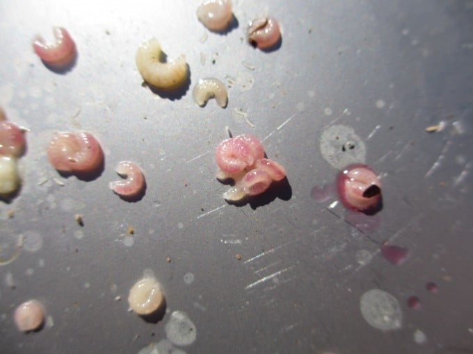 4.24 fig 3 Purple-larvae-680x510.jpg thumbnail